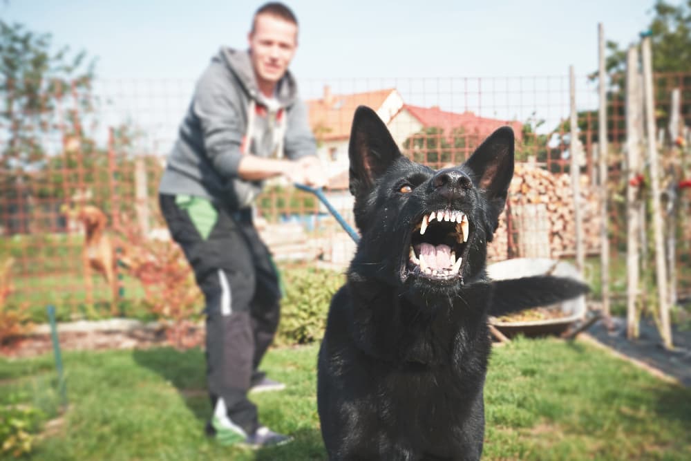 Professional Tips for Leash Aggression in Dogs
